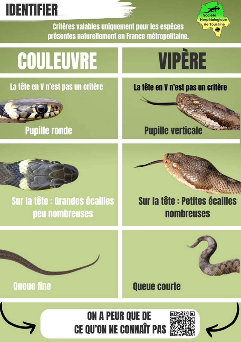 Identifier couleuvre vs vipère Portail de la biodiversité en Centre — free download